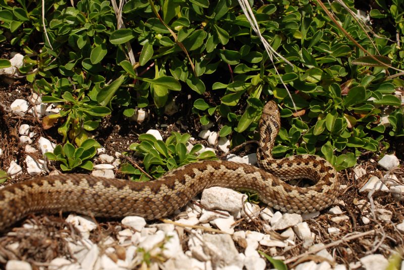 Vipera ursini e Podarcis muralis